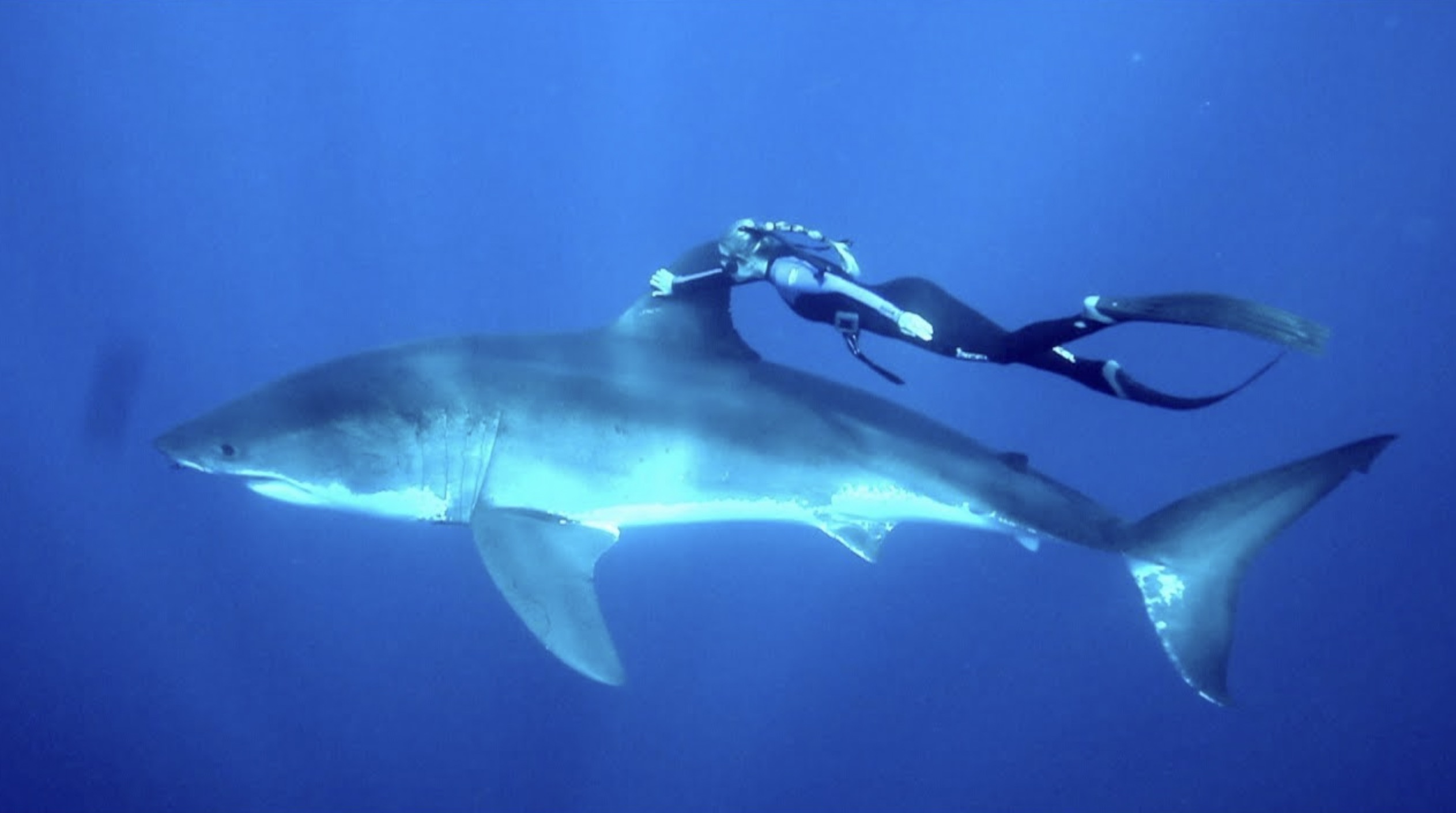 ocean ramsey great white shark